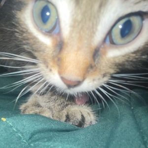 Meet your Posher, Marie